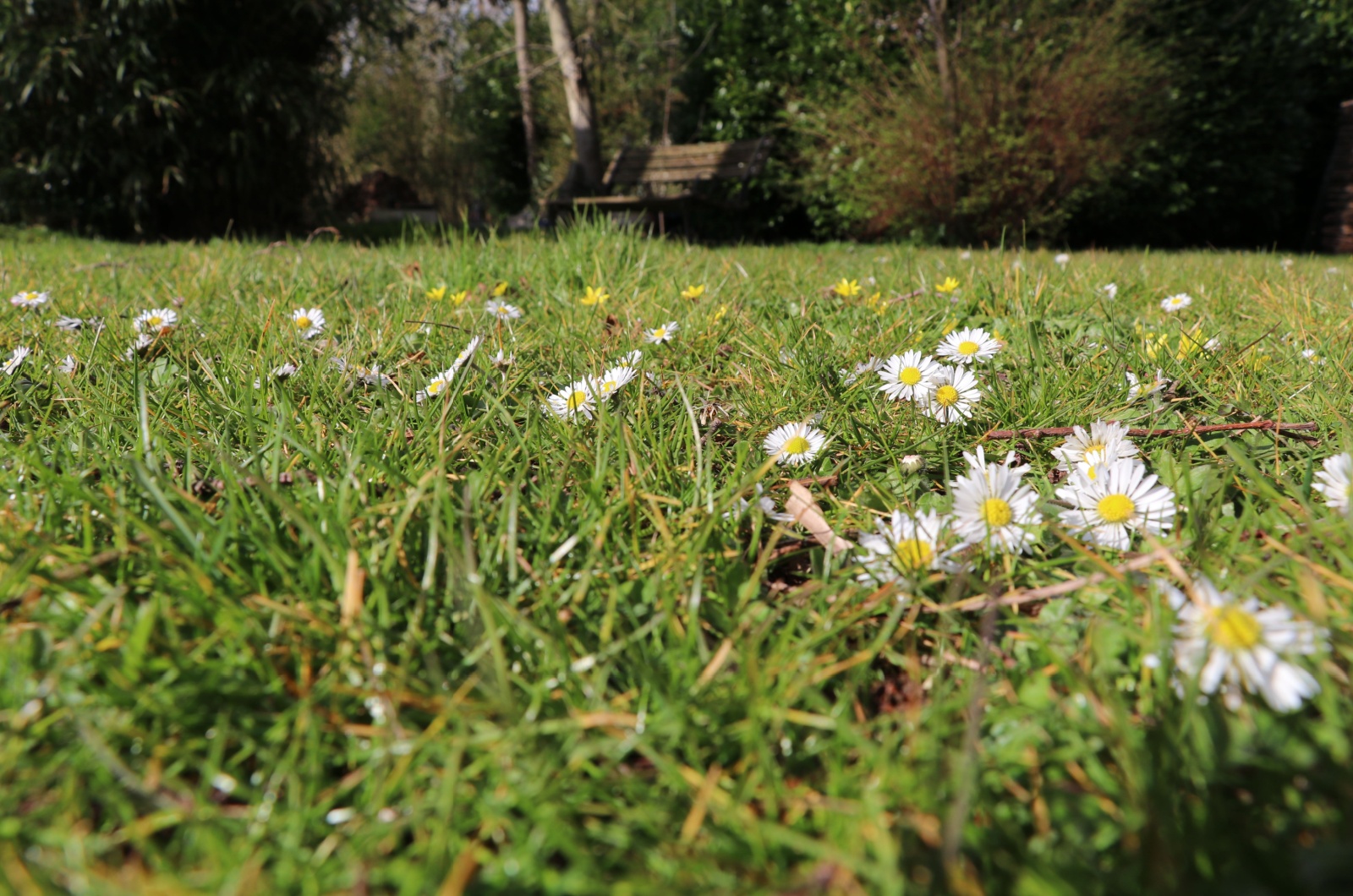 photo of lawn with flowers
