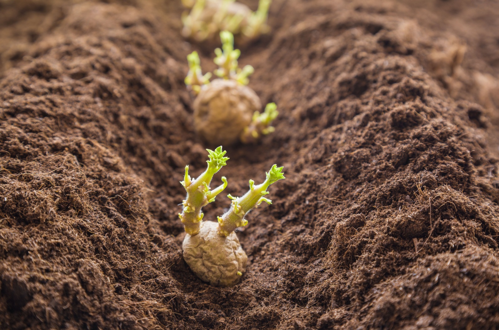 potatoes tubers