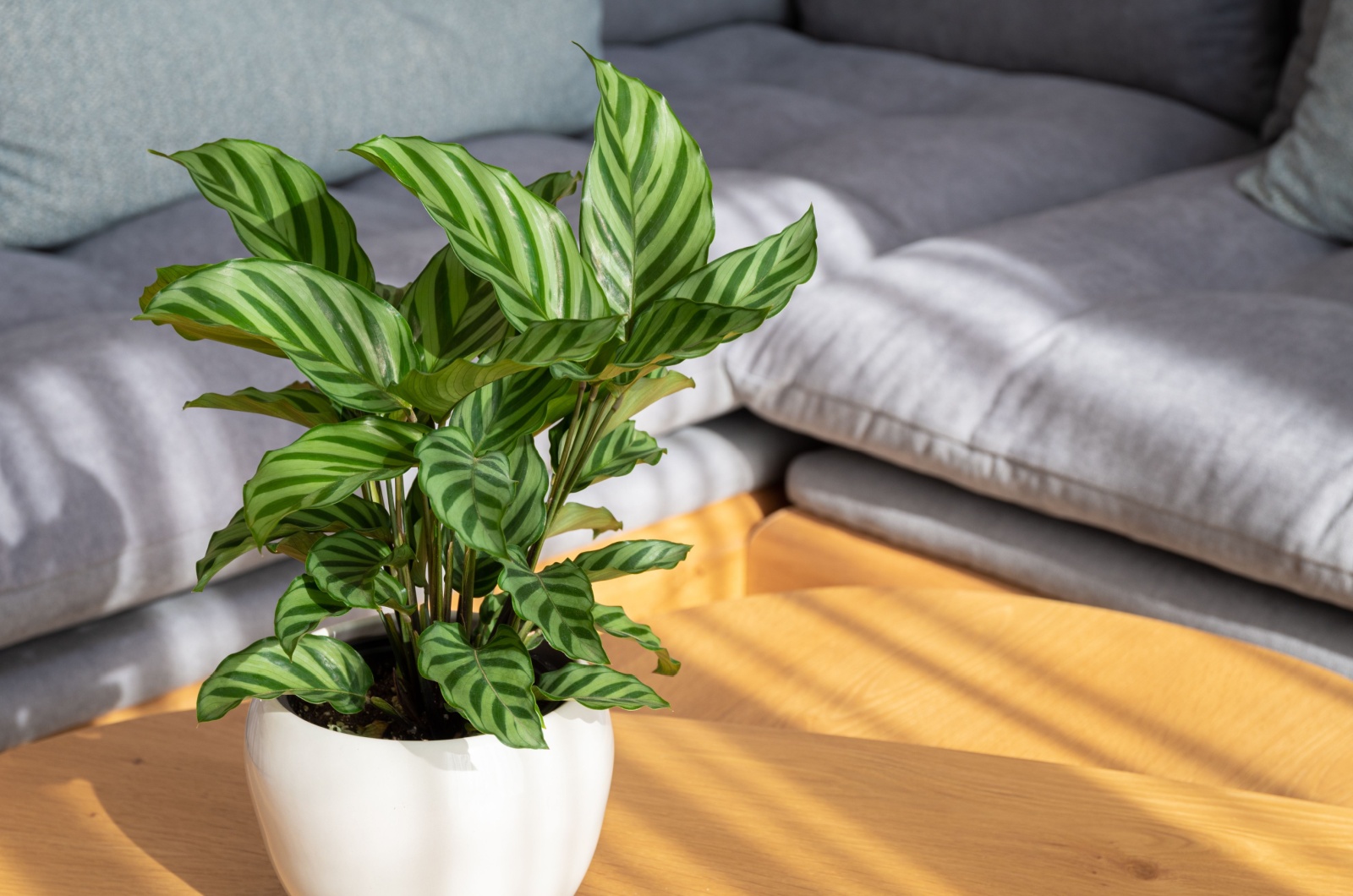potted calathea on a table