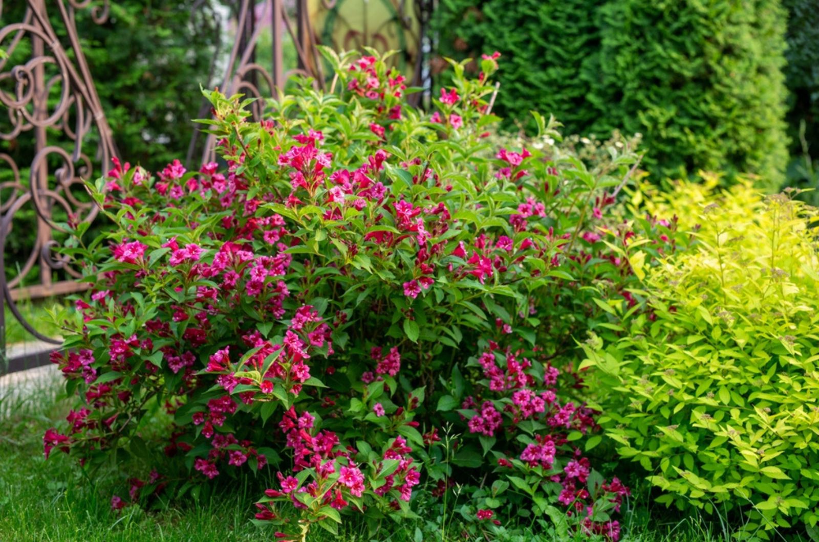 purple weigela