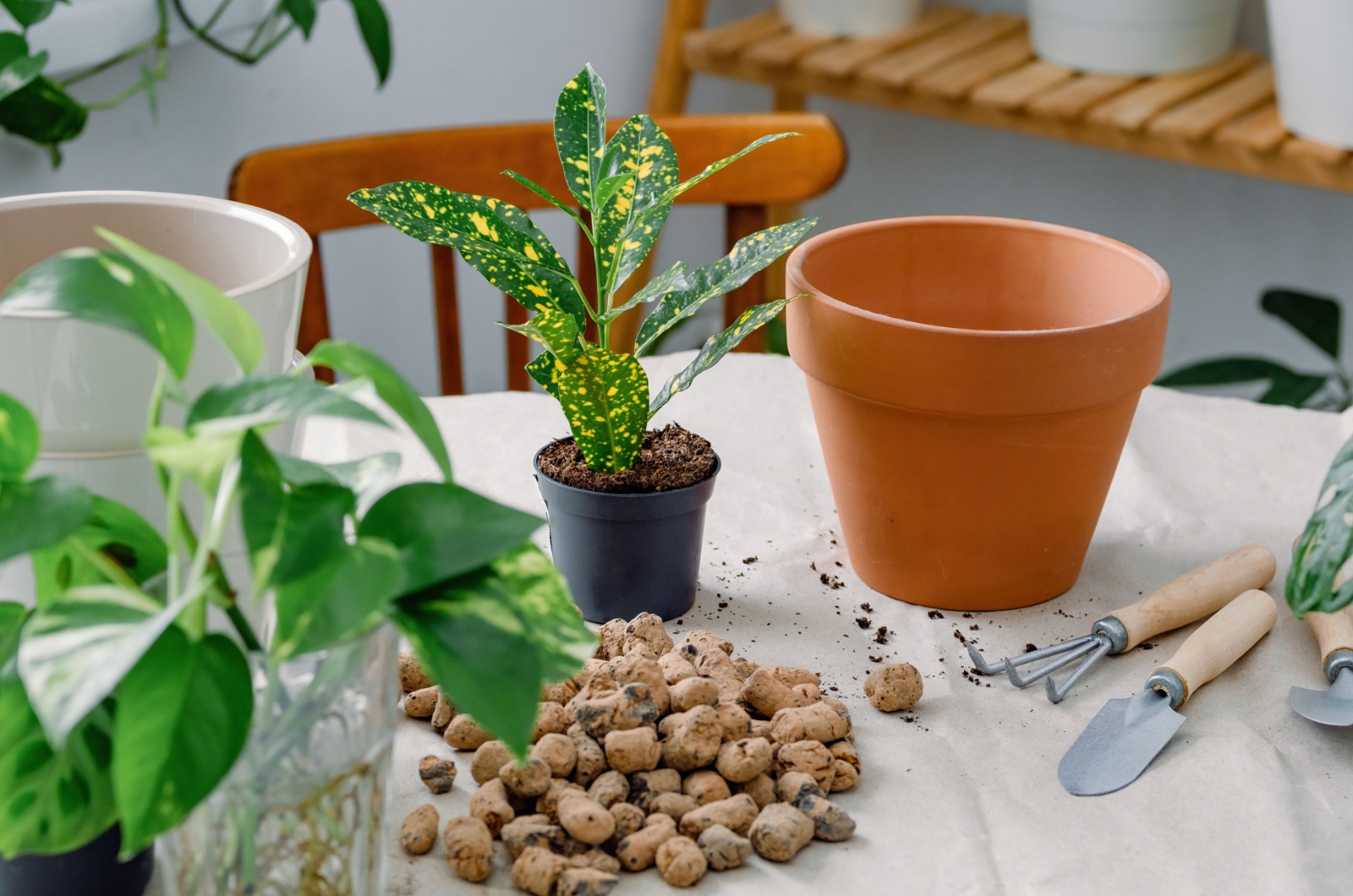 repotting a house plant using expanded shale