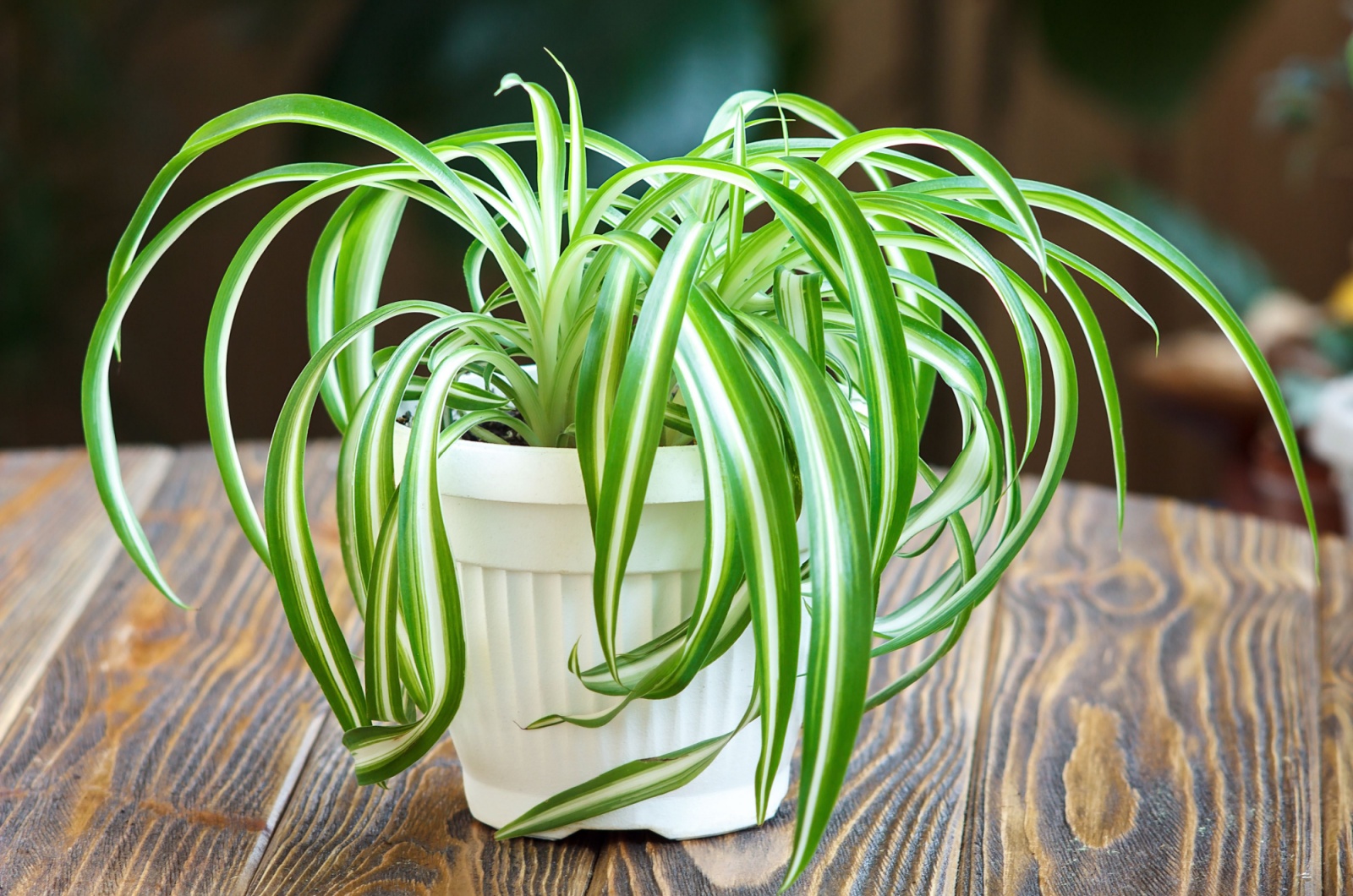 spider plant in white pot