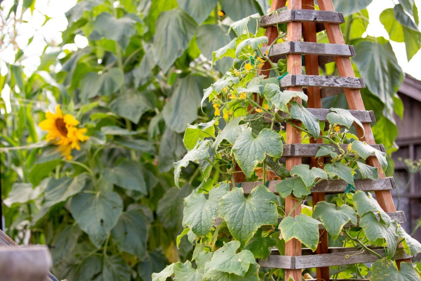 squash climbing while growing