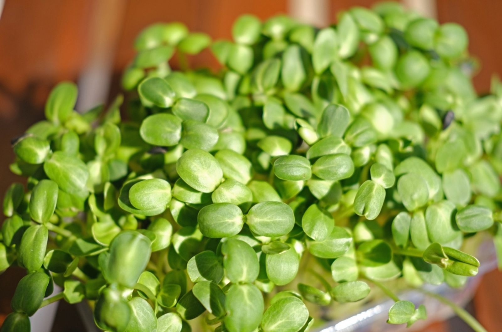 sunflower microgreen sprouts
