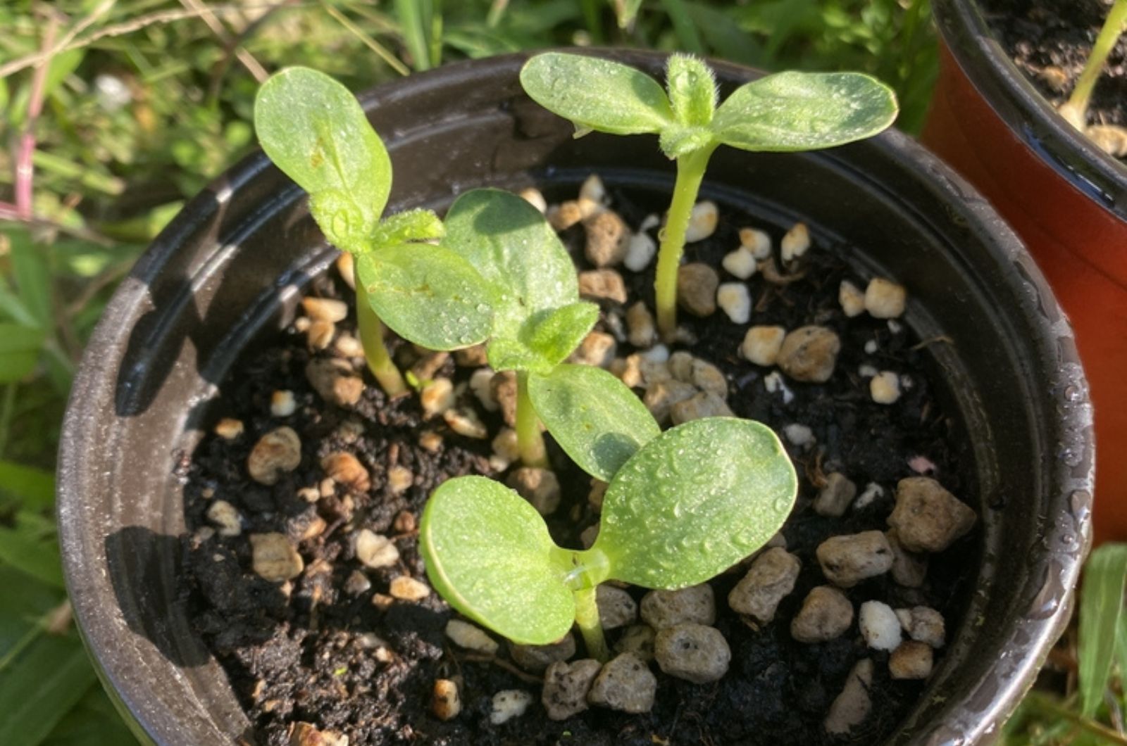 sunflower seedlings in a pot