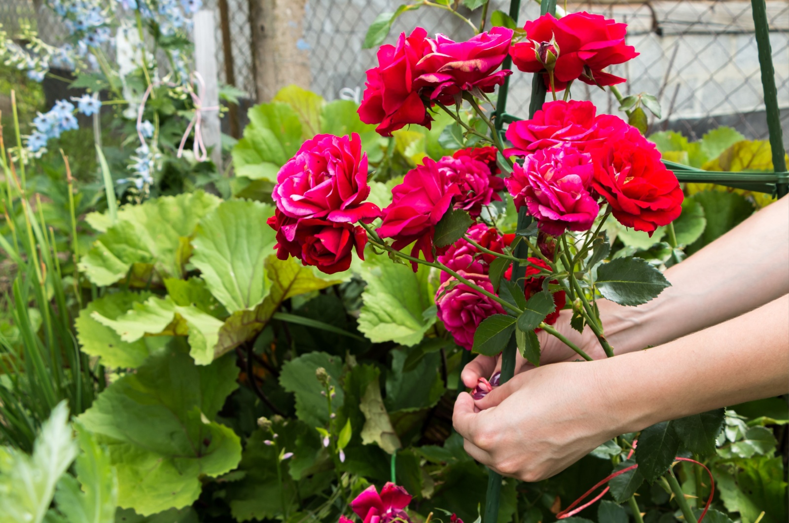 tying climbing roses