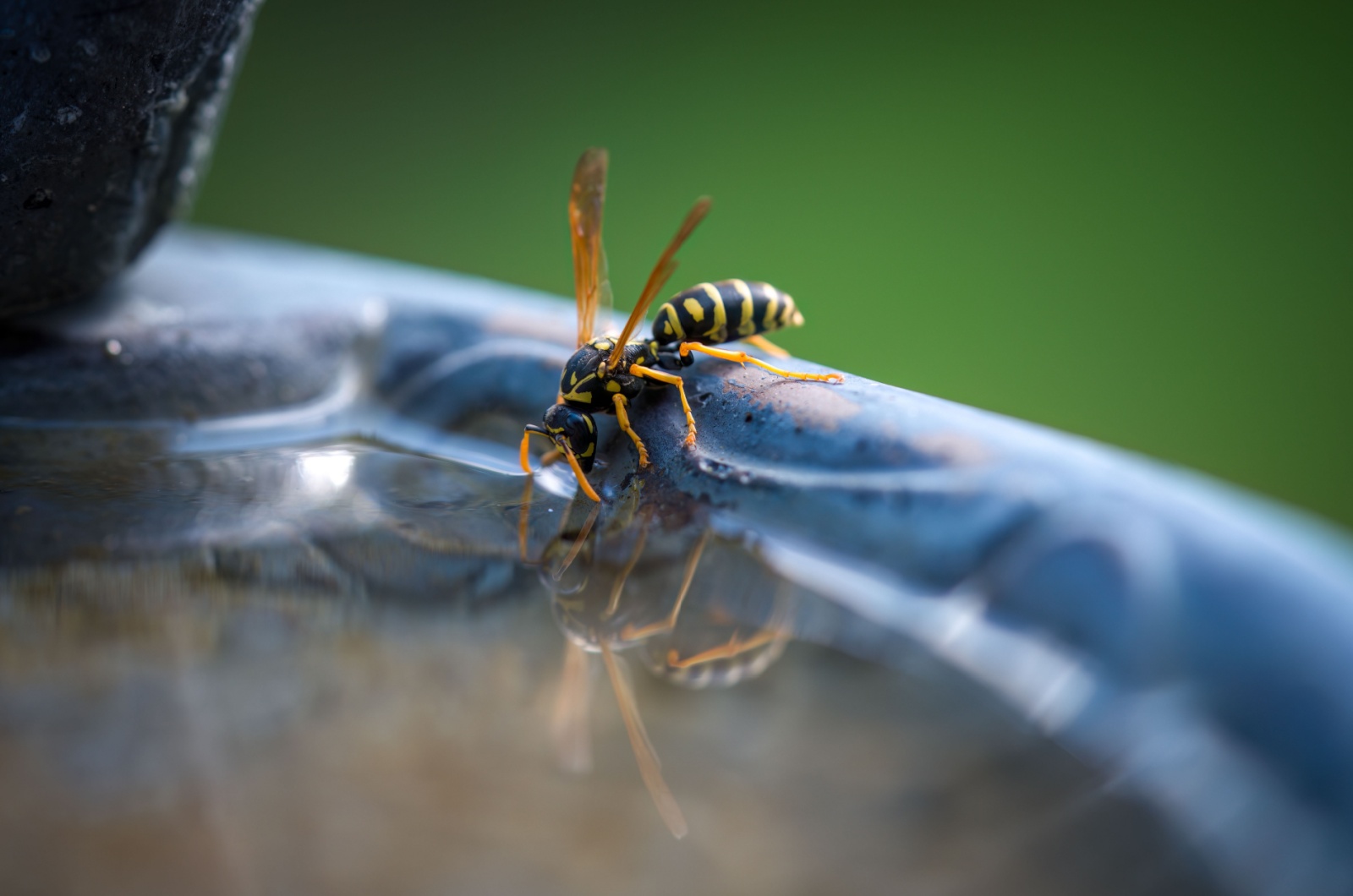 wasp drinking water