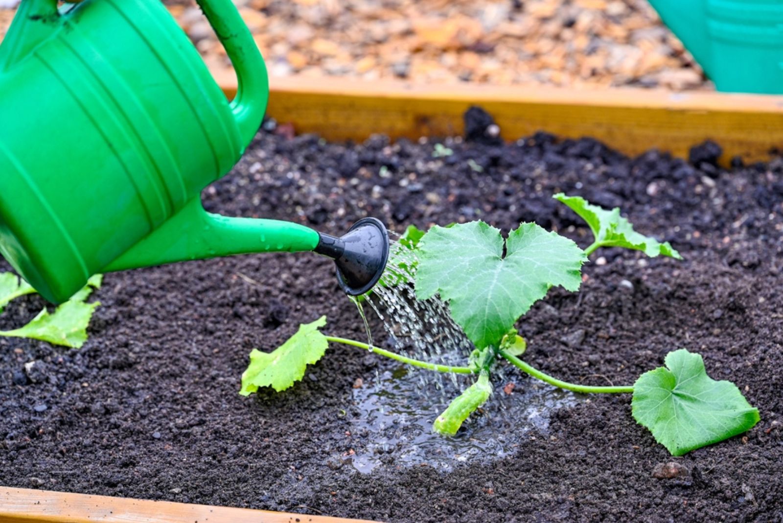 watering squash in garden bed