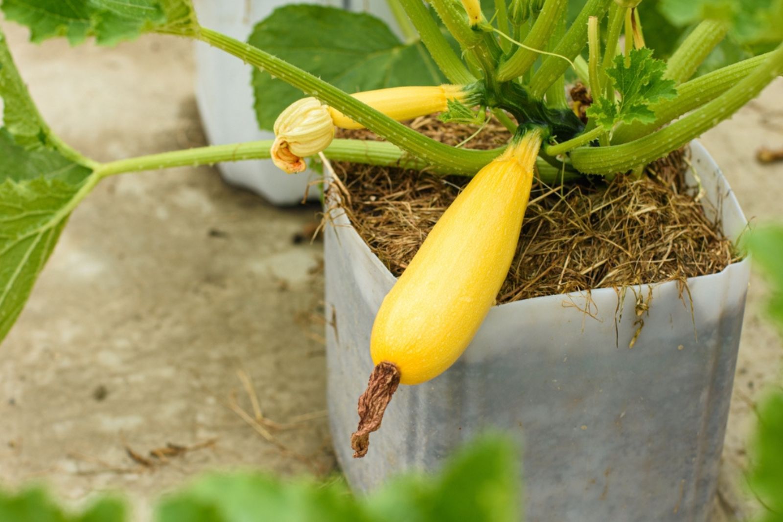 yellow squash in plastic pot