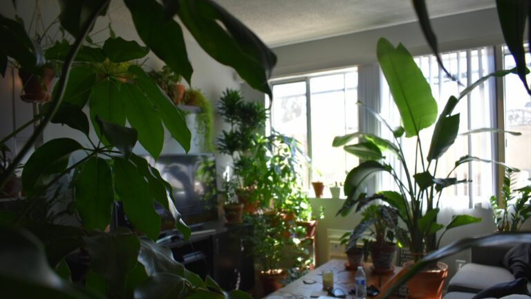 house plants without sunlight