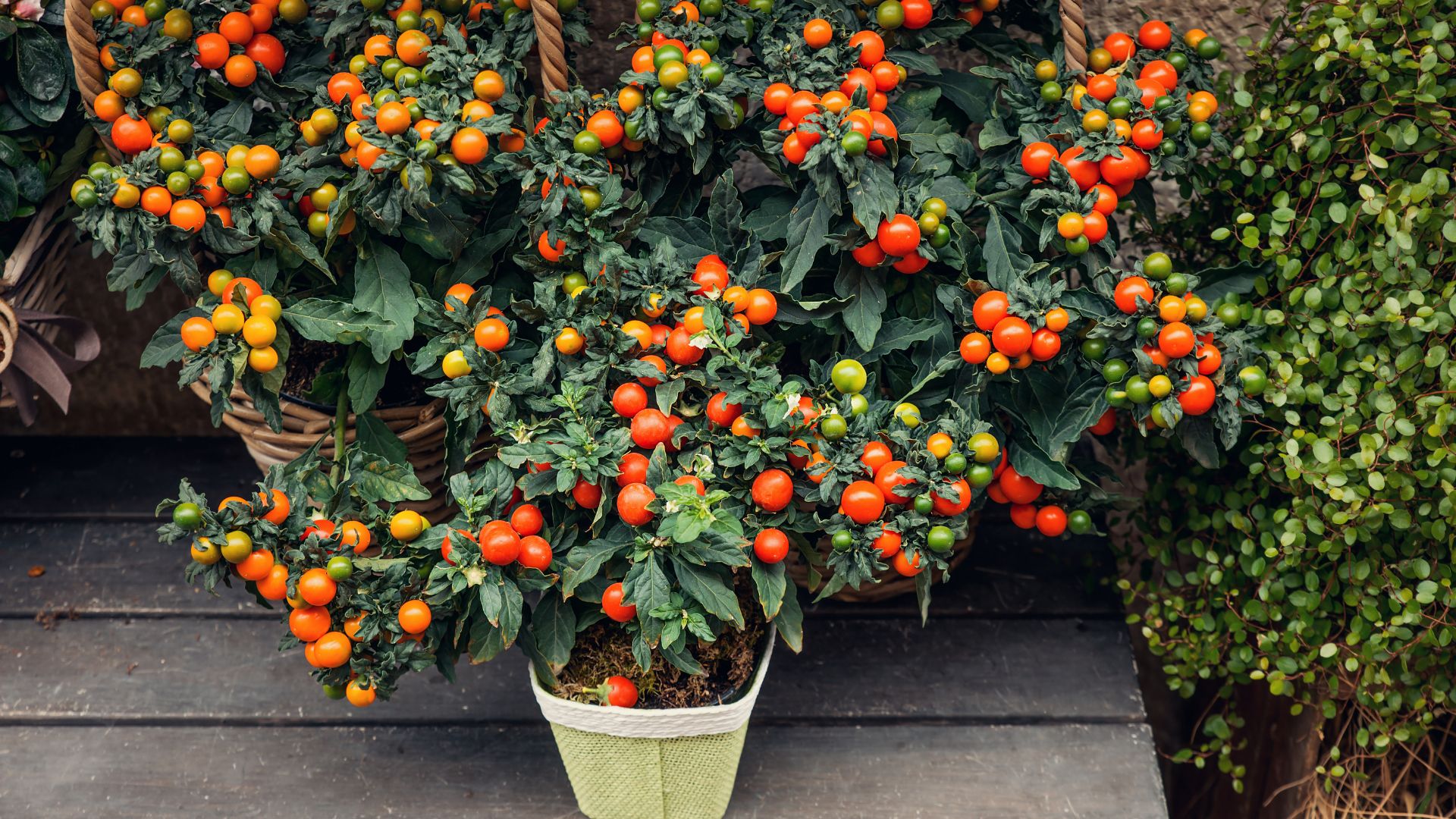 10 Mistakes You Should NEVER Make If You Want Plump, Juicy Tomatoes From Your Containers