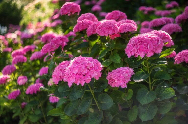 add summer crush hydrangeas