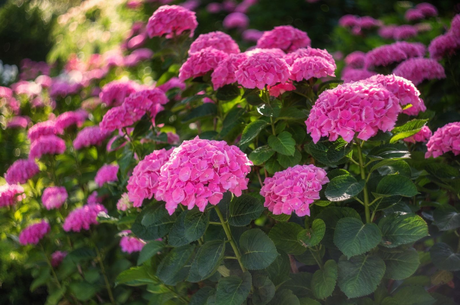 Add Stunning Summer Crush Hydrangeas To Your Garden And Give It A Complete Makeover