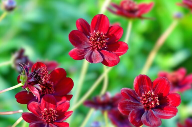 attracting hummingbirds with chocolate cosmos