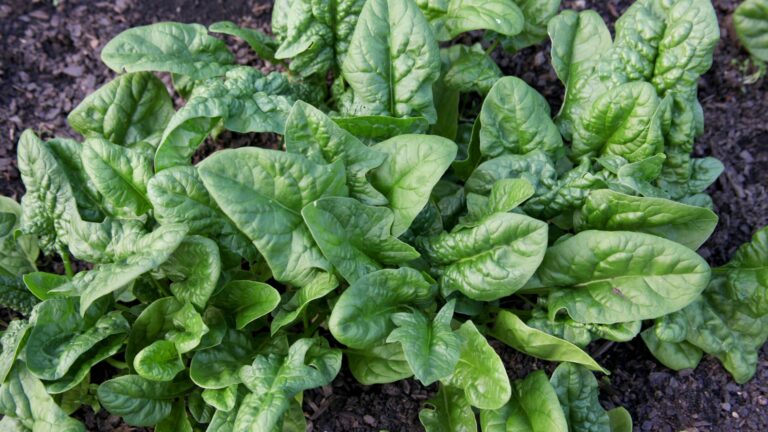 green leafy vegetable