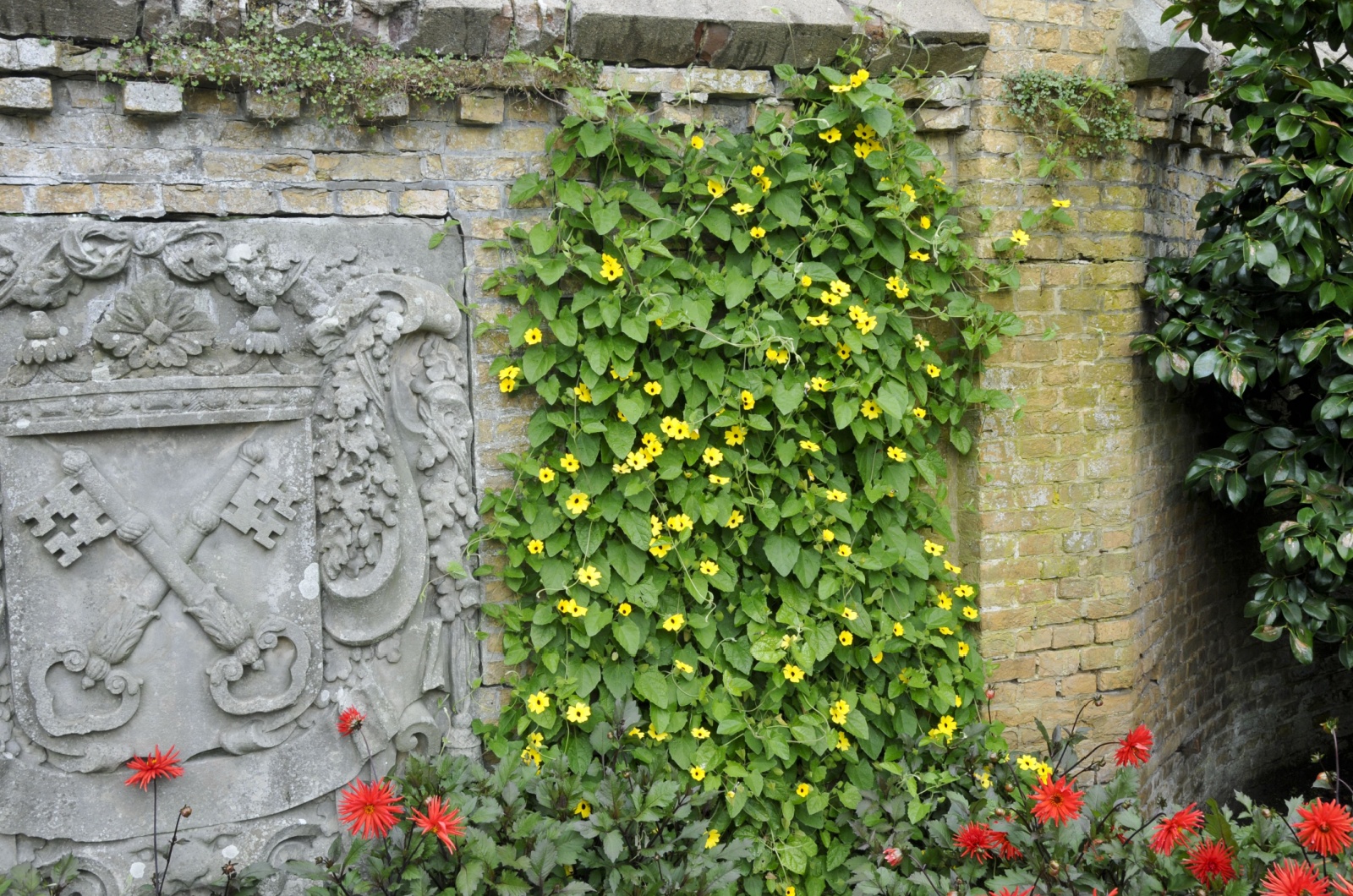 Black eyed Susan vines growing on a wall