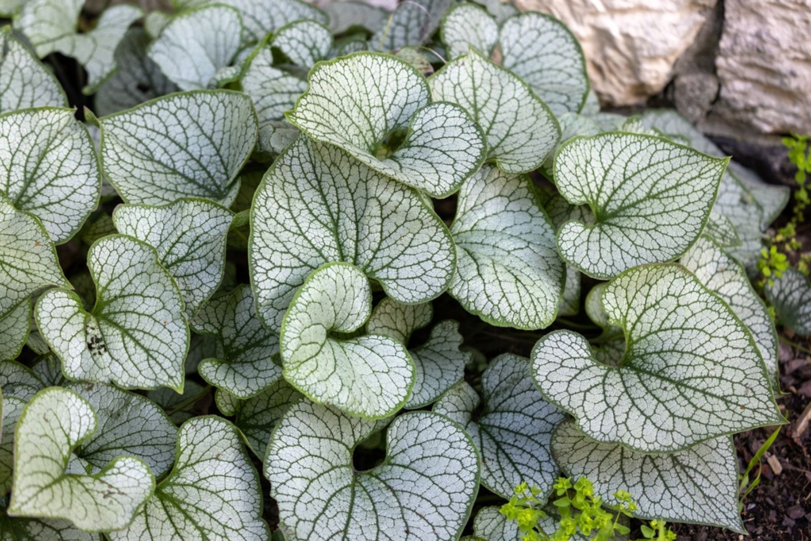 Brunnera 