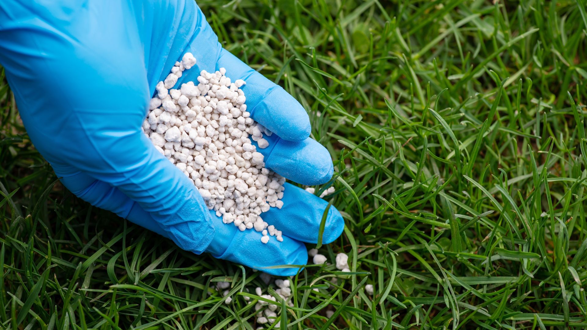 But Seriously, How Long Does It Really Take To See Results From Lawn Fertilizer? 