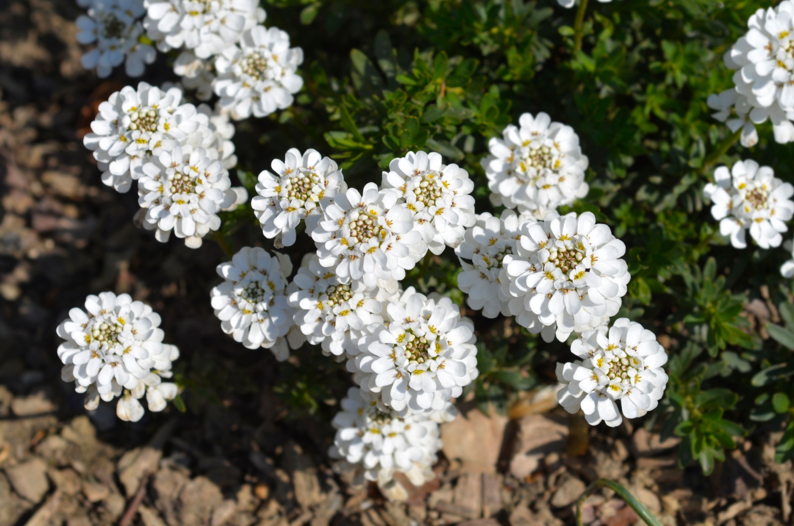 Candytuft