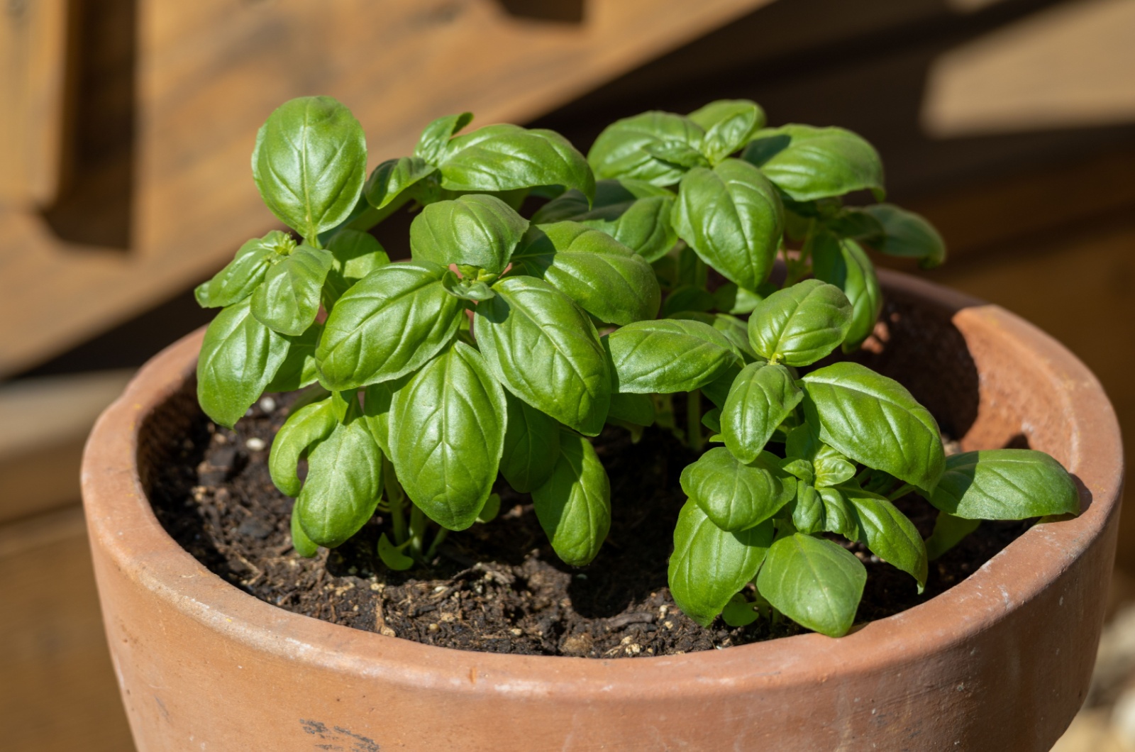 Close up view of a potted basil