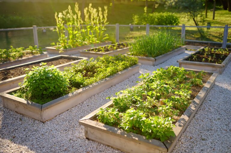 vegetable raised beds in garden