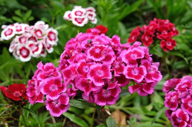 sweet william flowers in garden
