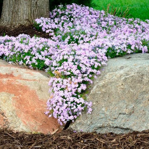 Creeping Phlox