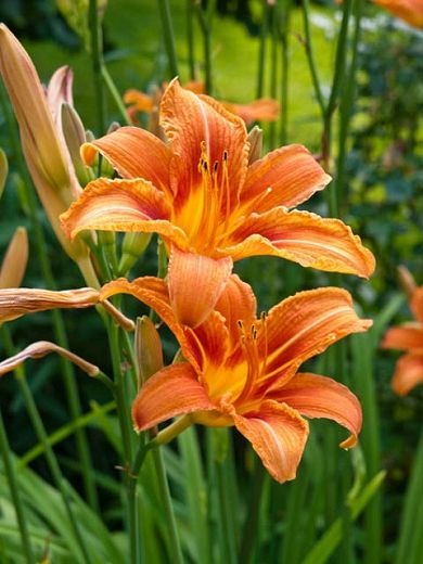 Daylilies