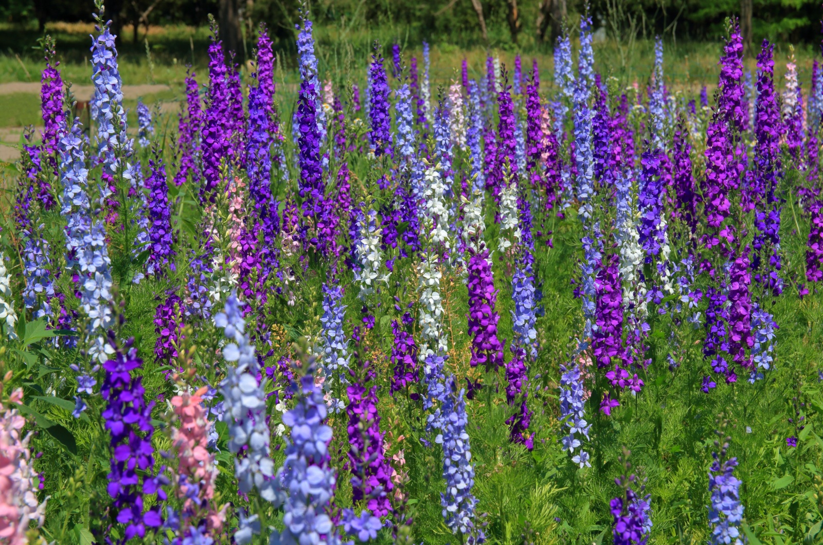 Delphiniums field