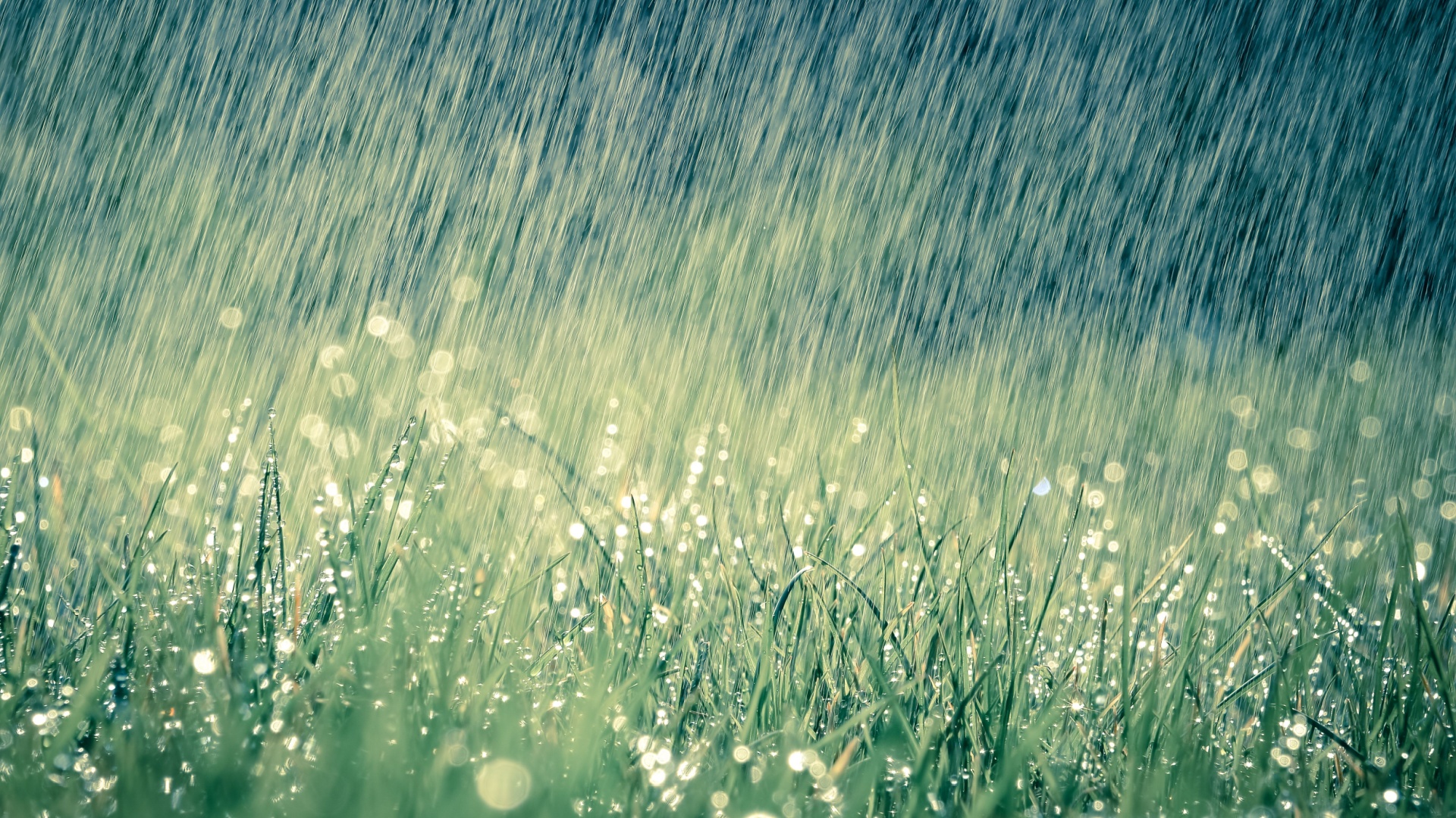 Discover 4 Smart Ways To Use Rainwater In Your Garden And Home