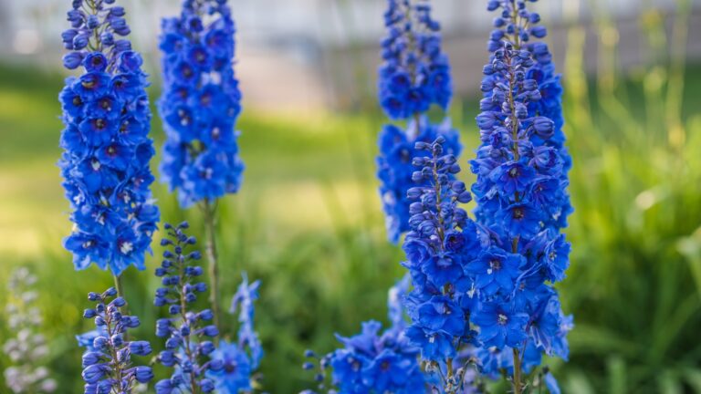 Blue Delphiniums
