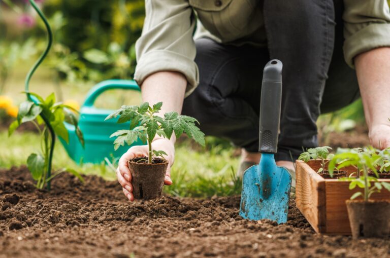 gardener planting a seedling