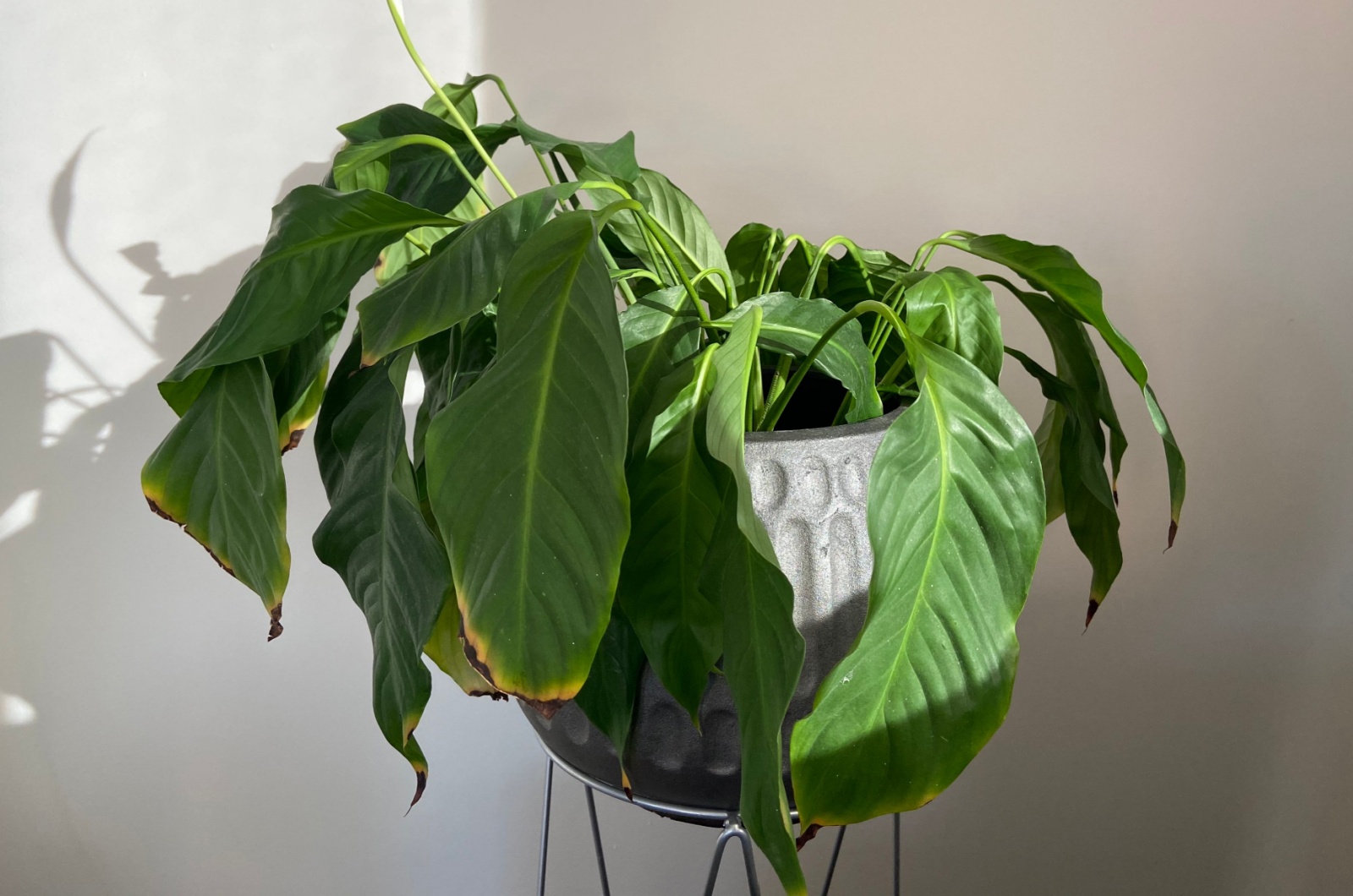 Drooping peace lily plant