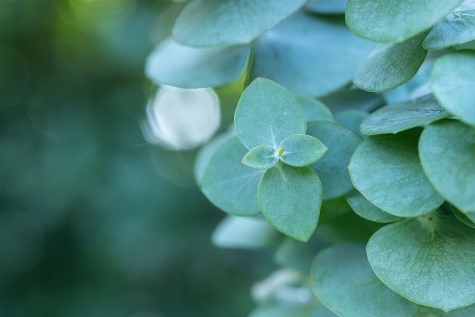 Eucalyptus