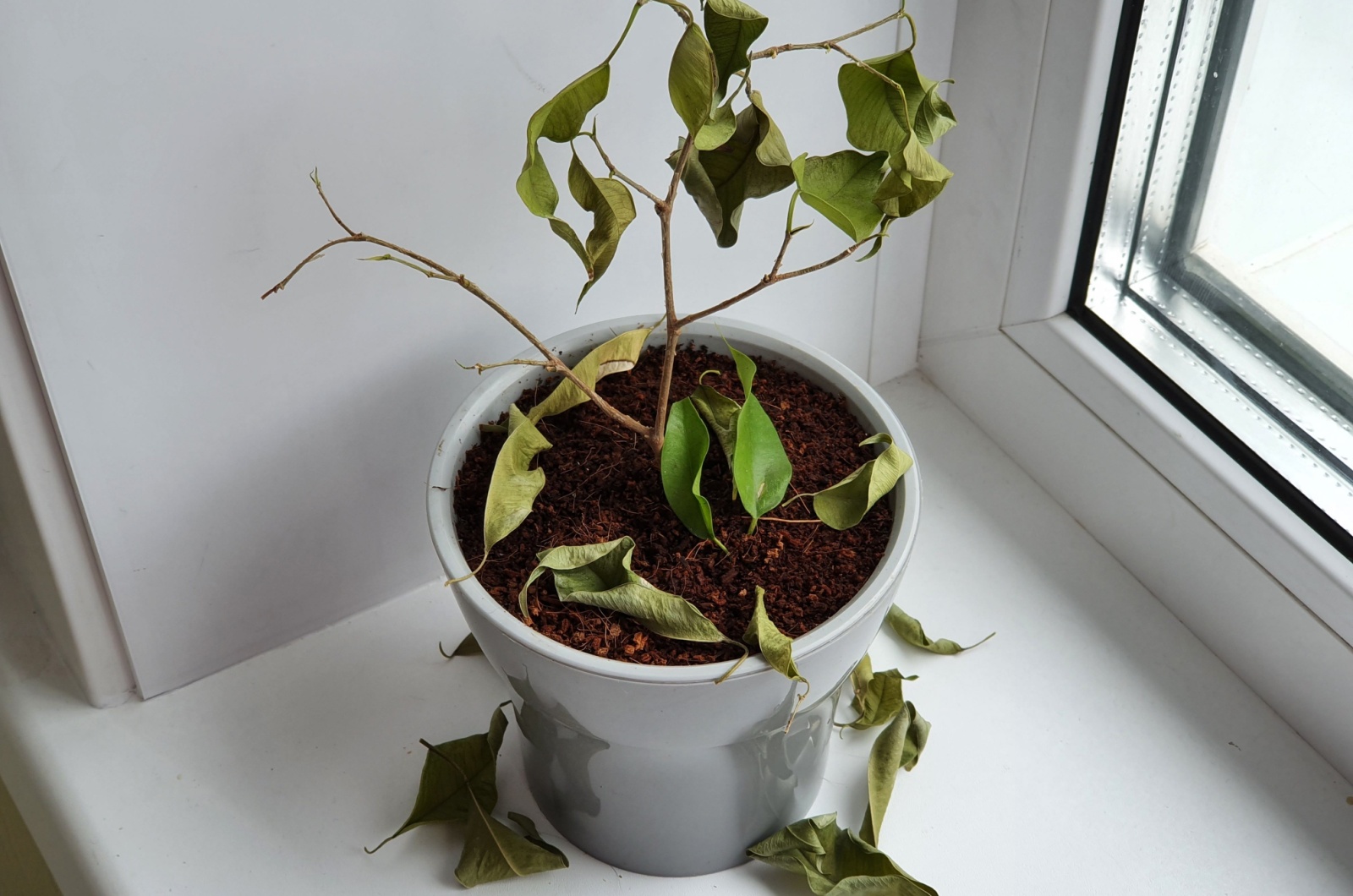 Ficus withered