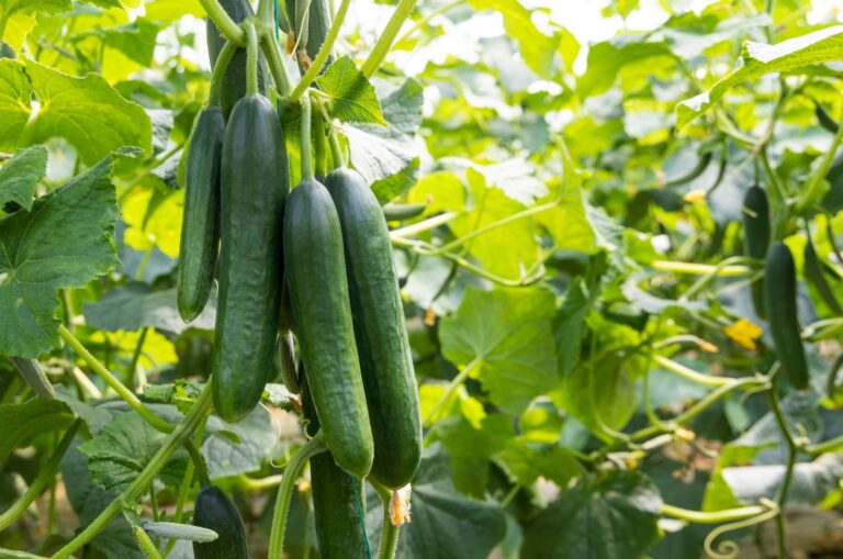 cucumbers growing in garden
