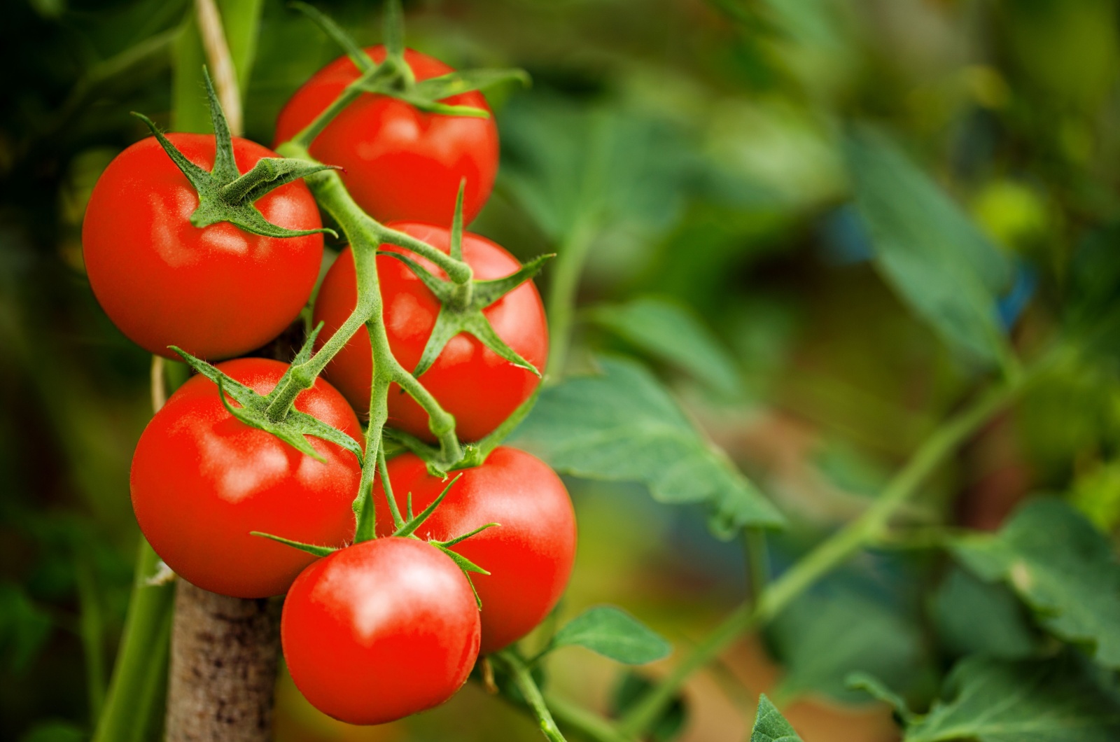 Find Out If Growing Tomatoes In The Shade Is A Huge Mistake, Or An Excellent Choice