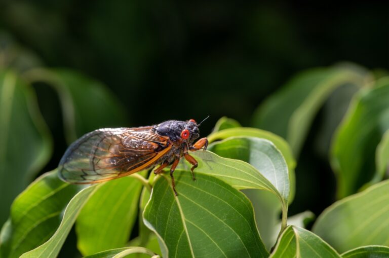 cicada insect on a plant