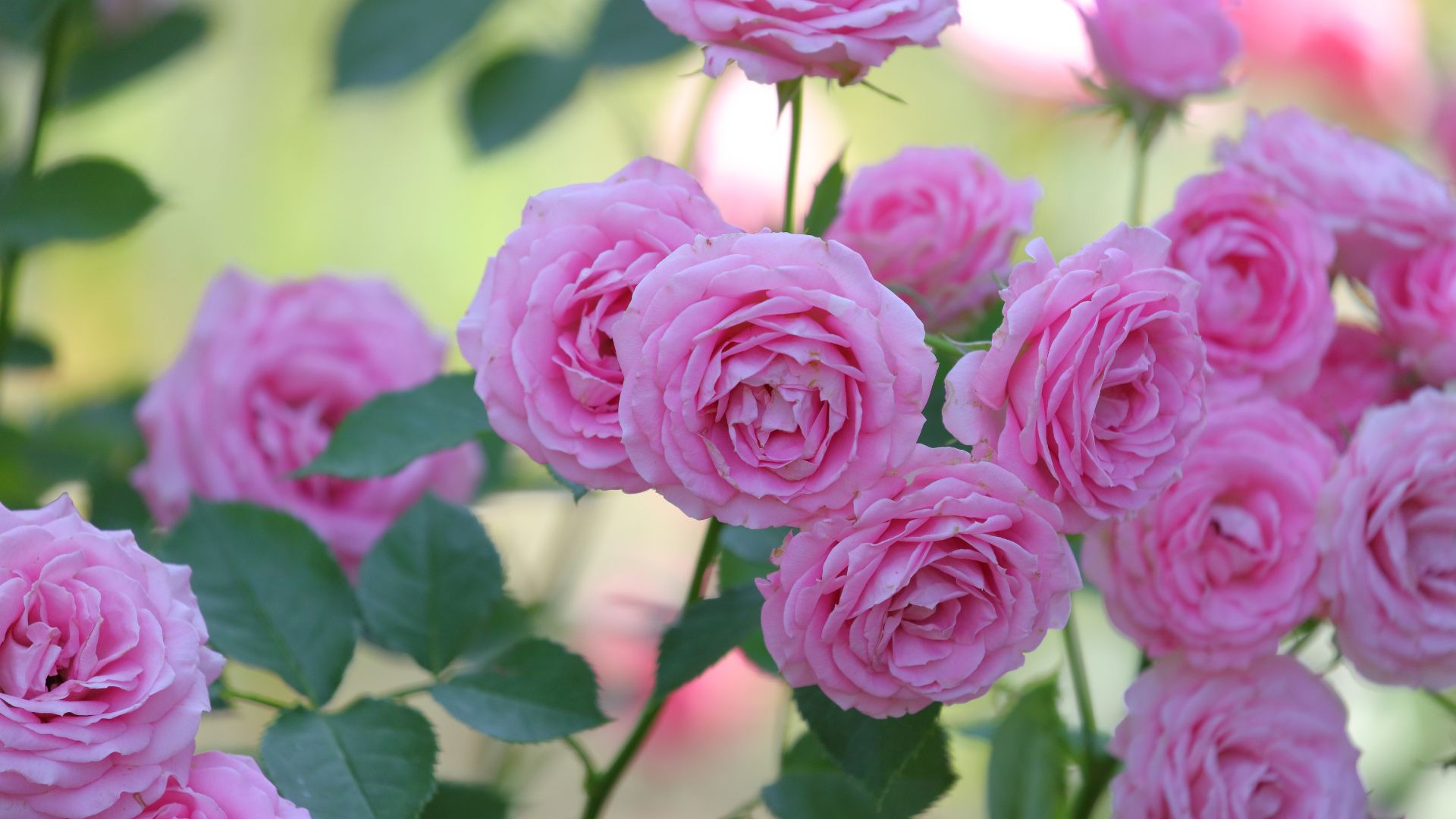 Follow These 4 Easy Steps To Effortlessly Transplant Your Roses And Maximize Their Beauty 