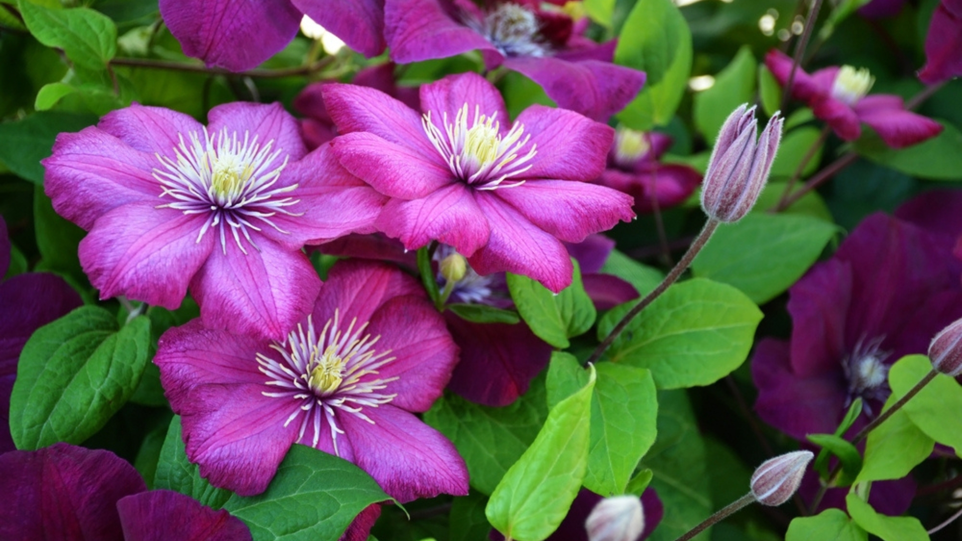 Follow These 8 Easy Steps To Propagate Your Clematis Plants – Softwood Cuttings Are Your Secret Weapon