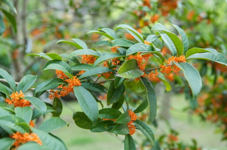 sweet olive tree branch