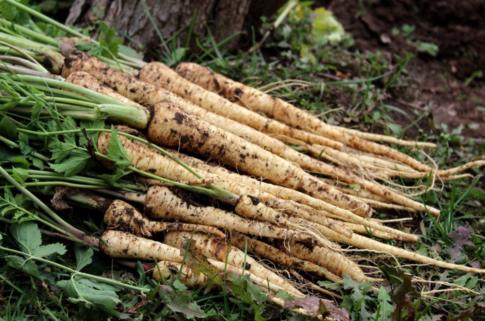Fresh parsnips with leaves on the ground