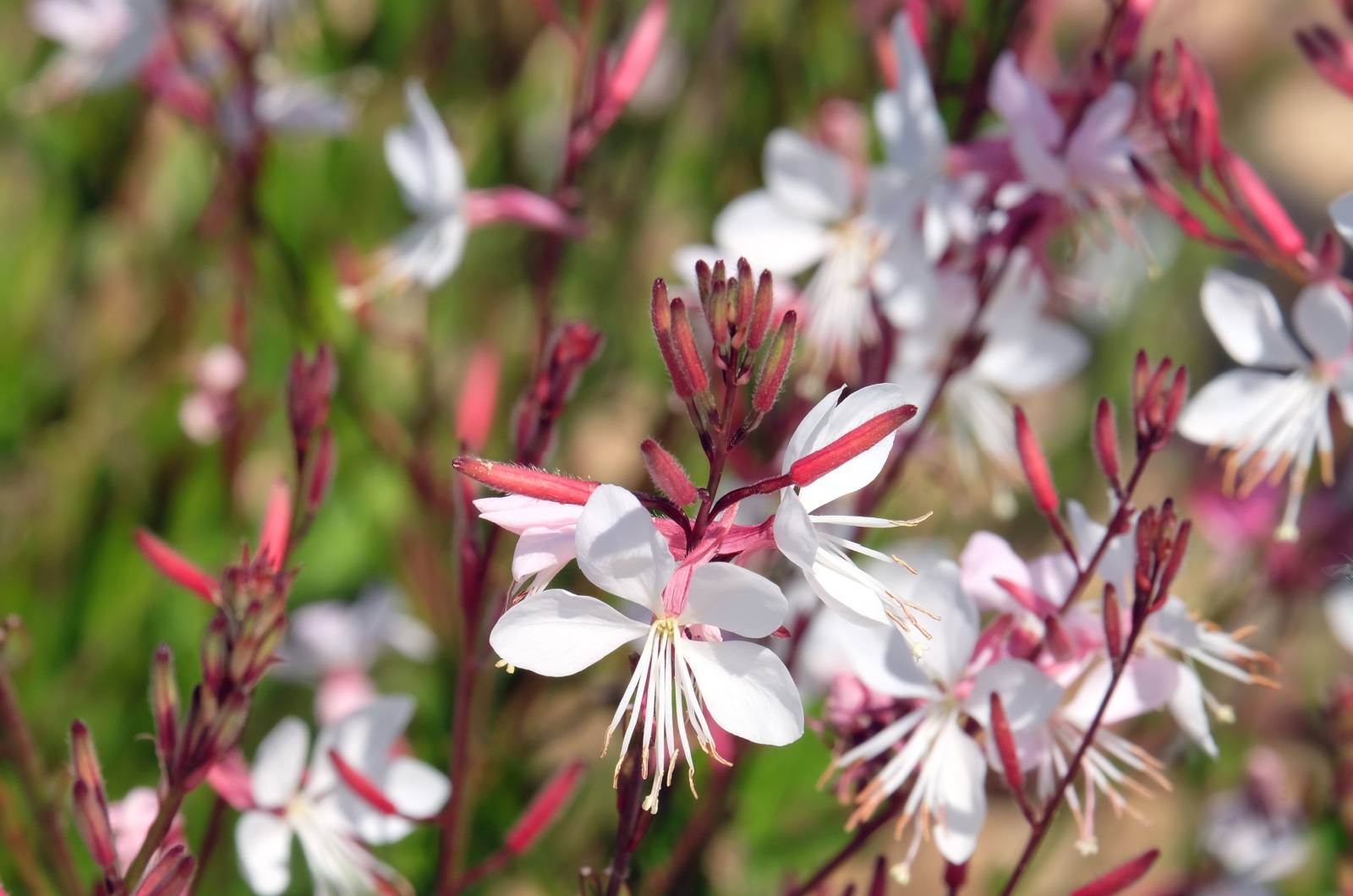 Gaura flowers