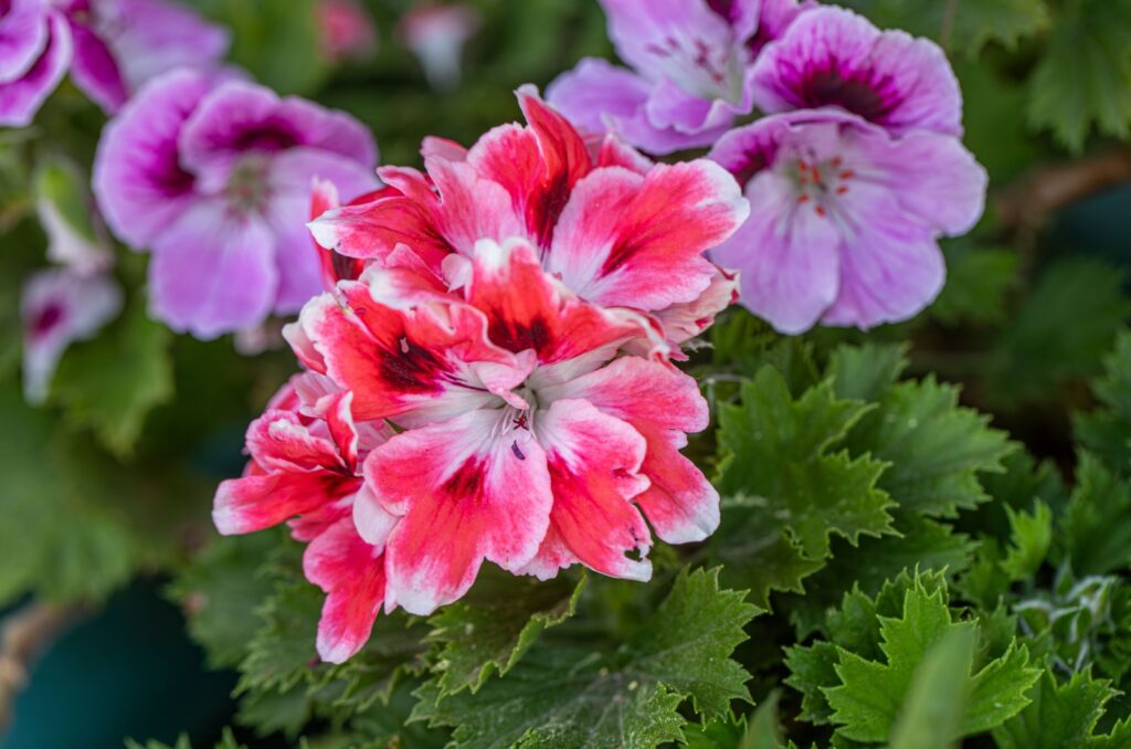 Geranium