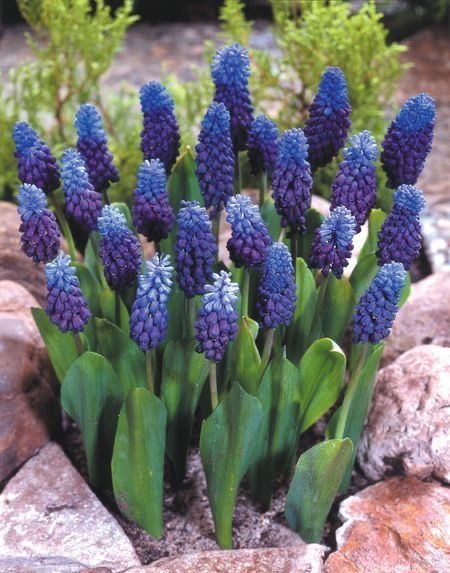 Grape Hyacinths