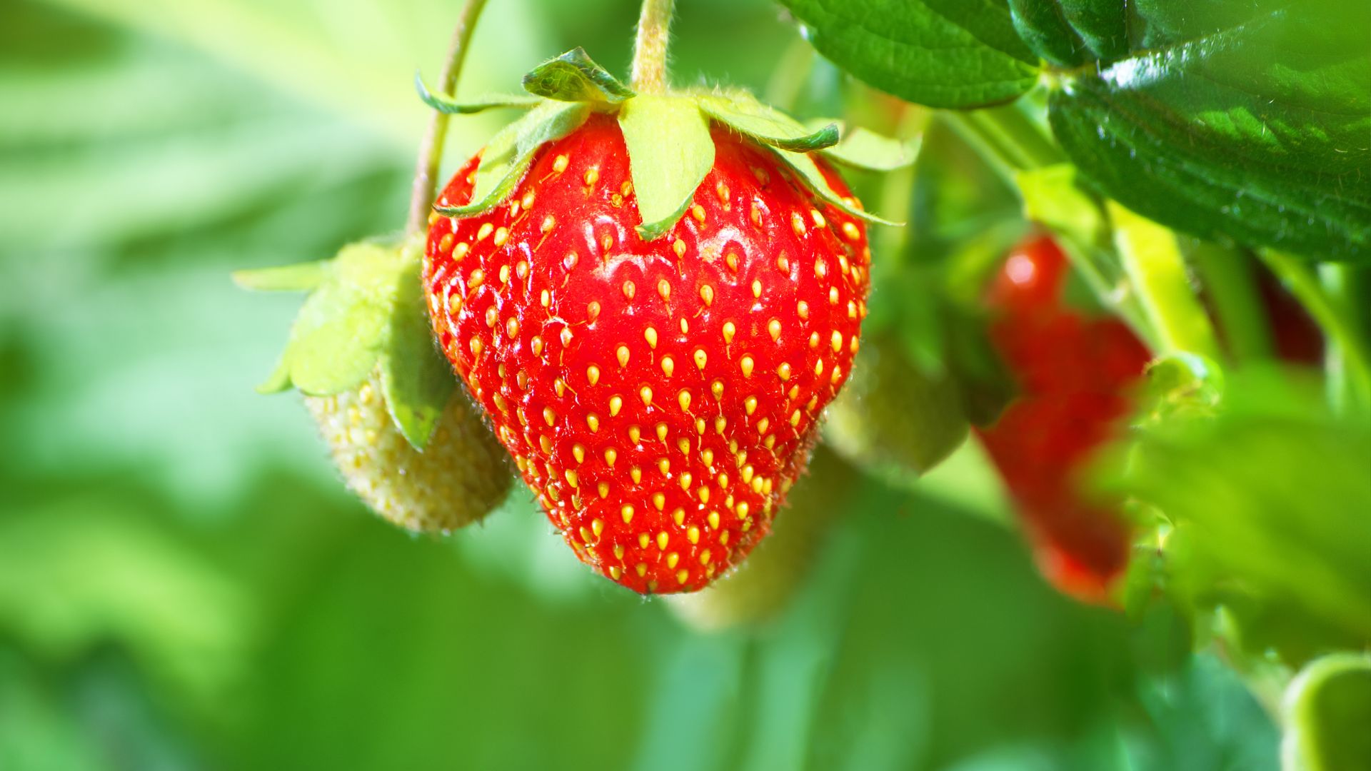 Grow Juicier Strawberries With These 12 Must-Have Companion Plants