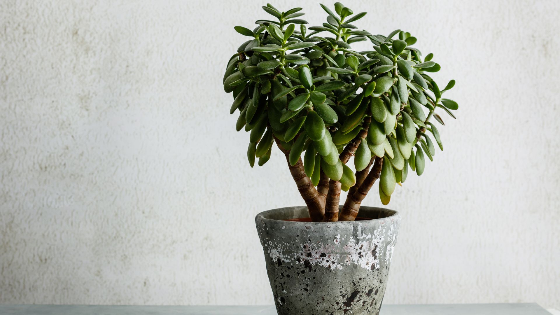 Grow Your Own Indoor Green Fortune By Effortlessly Propagating The Money Tree Plant