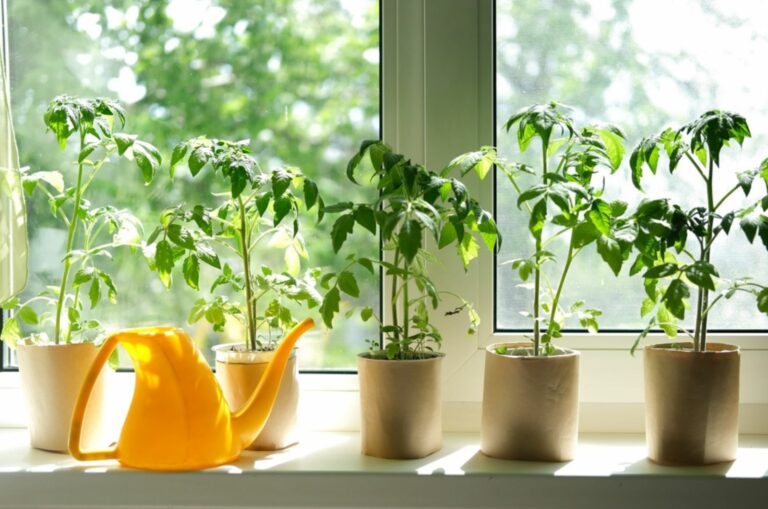 Growing Homemade Tomatoes In Pots Is A Must-Try This Season