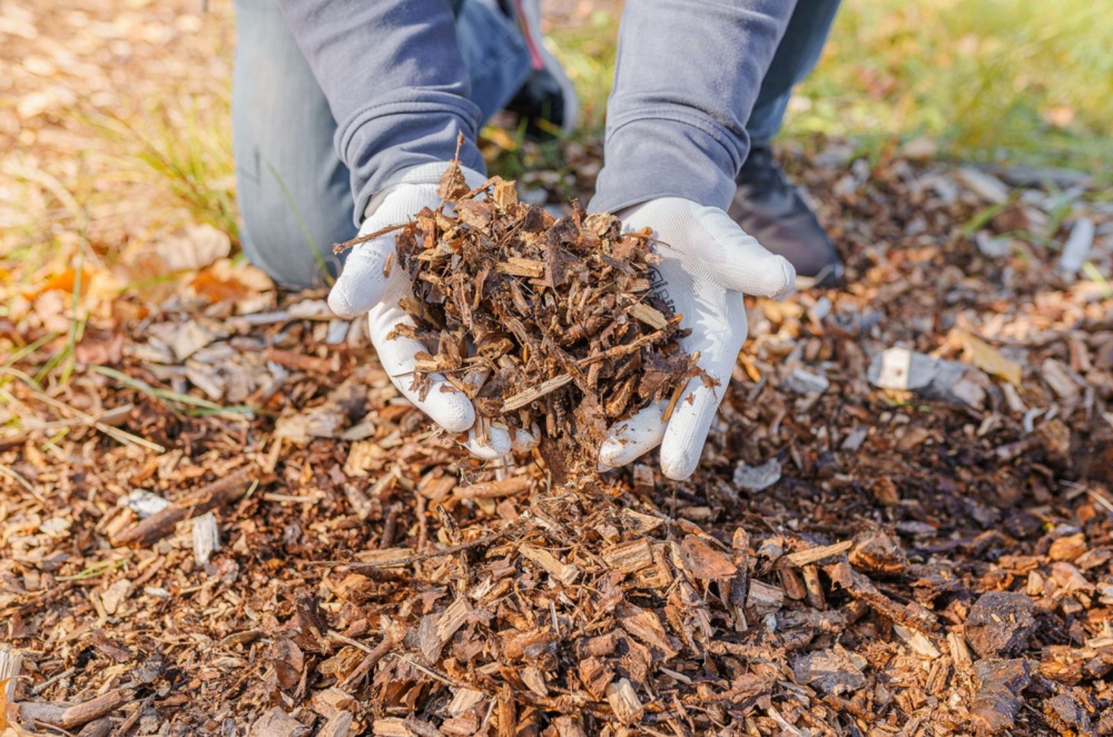 Hands in gardening gloves of person hold ground wood chips