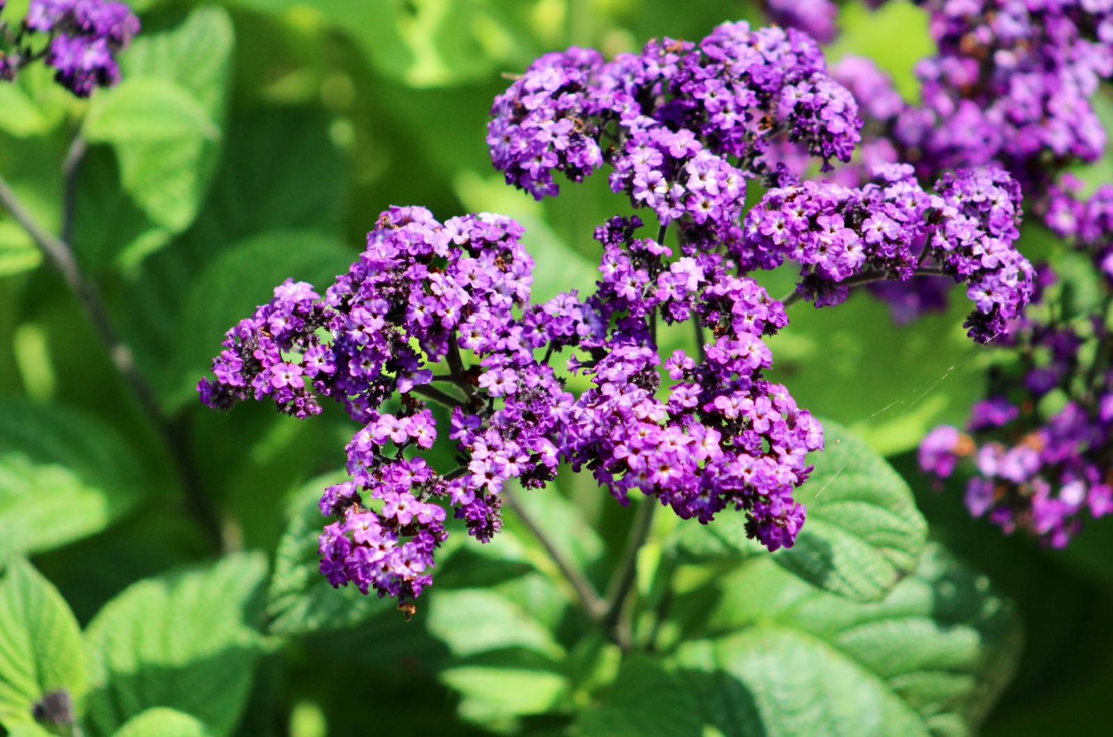 Heliotrope